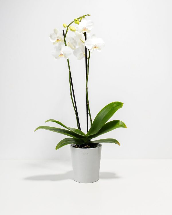 White Phalaenopsis Orchid - Image 5