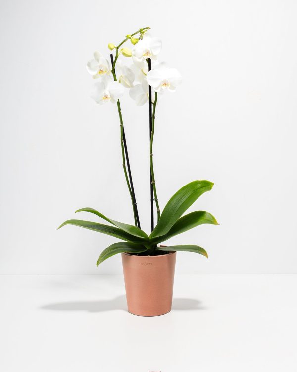 White Phalaenopsis Orchid - Image 7