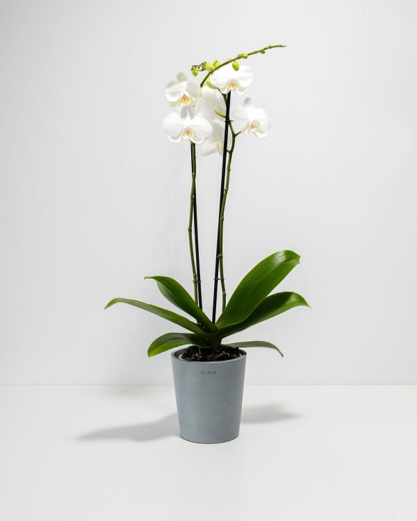 White Phalaenopsis Orchid - Image 6