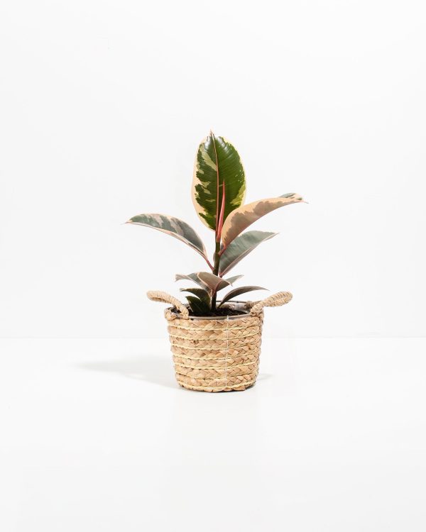 Ficus Tineke (elastica) - Image 21