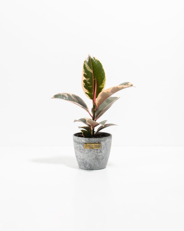 Ficus Tineke (elastica) - Image 10