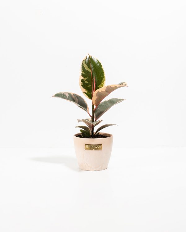 Ficus Tineke (elastica) - Image 12