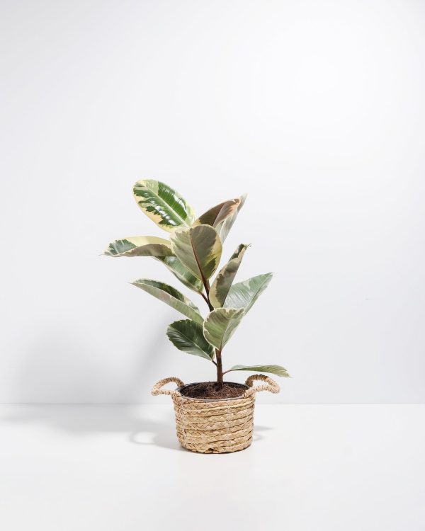 Ficus Tineke (elastica) - Image 22