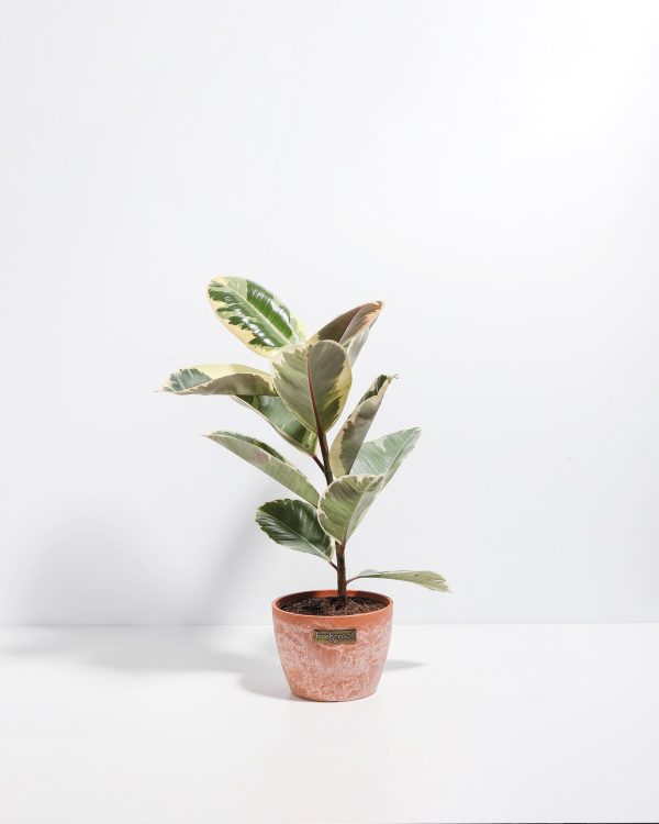 Ficus Tineke (elastica) - Image 15