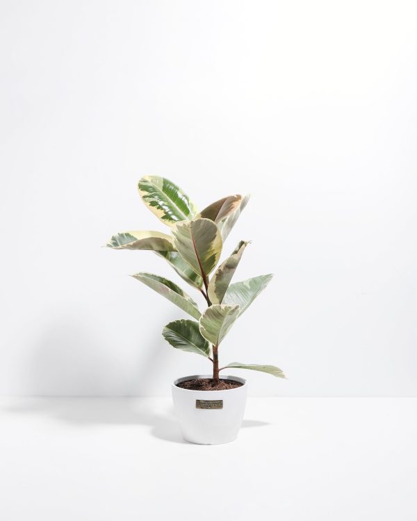 Ficus Tineke (elastica) - Image 13