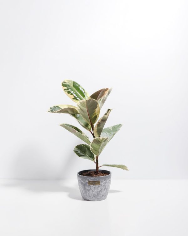 Ficus Tineke (elastica) - Image 14