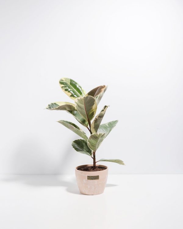 Ficus Tineke (elastica) - Image 16