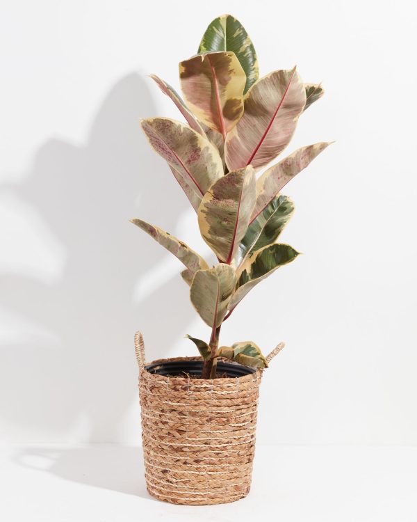 Ficus Tineke (elastica) - Image 23