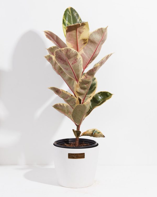 Ficus Tineke (elastica) - Image 17