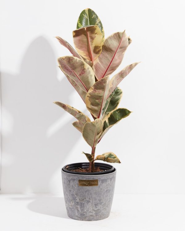 Ficus Tineke (elastica) - Image 18