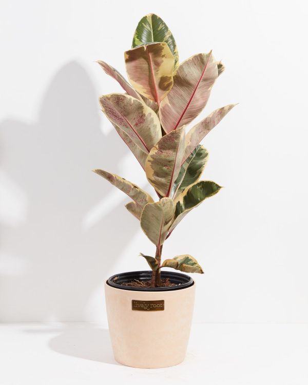 Ficus Tineke (elastica) - Image 20