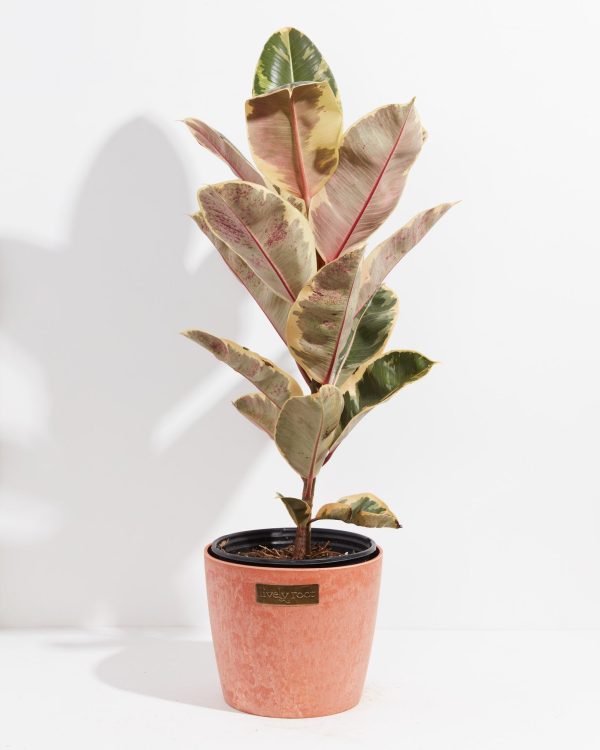 Ficus Tineke (elastica) - Image 19