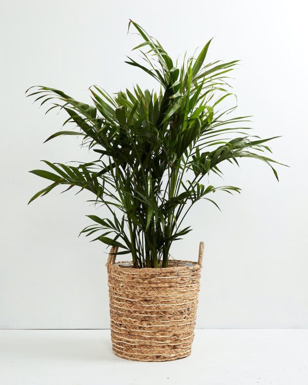 Cat Palm - Image 9