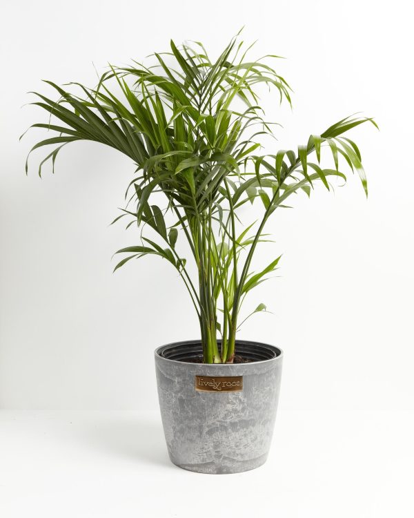 Cat Palm - Image 6