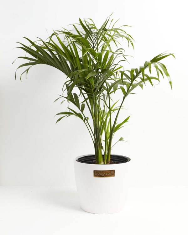 Cat Palm - Image 5