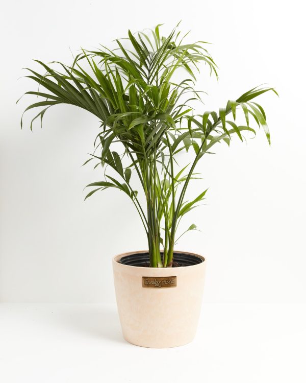 Cat Palm - Image 8