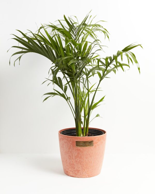 Cat Palm - Image 7