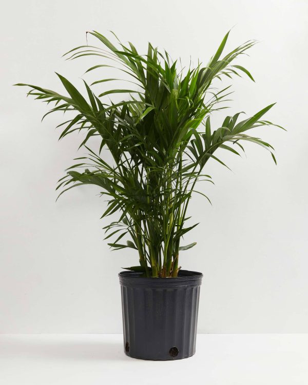 Cat Palm - Image 4