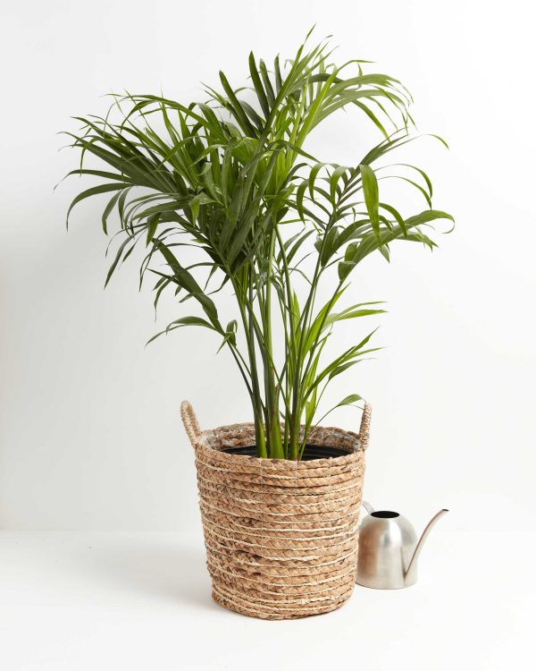 Cat Palm - Image 3
