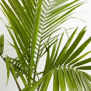 Cat Palm