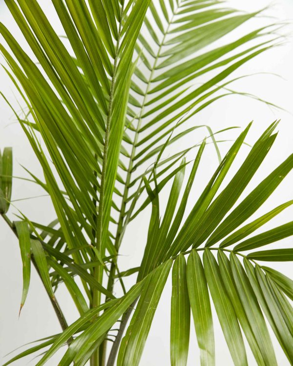 Cat Palm