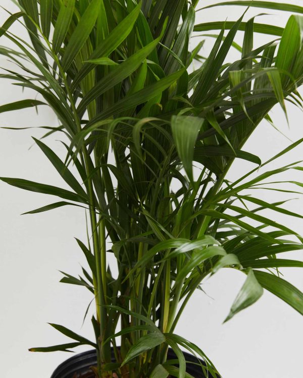 Cat Palm - Image 2