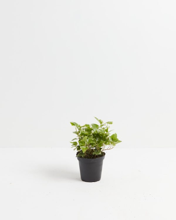English Ivy Plant (Hedera helix) - Image 7