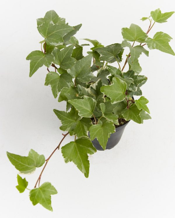 English Ivy Glacier - Image 3