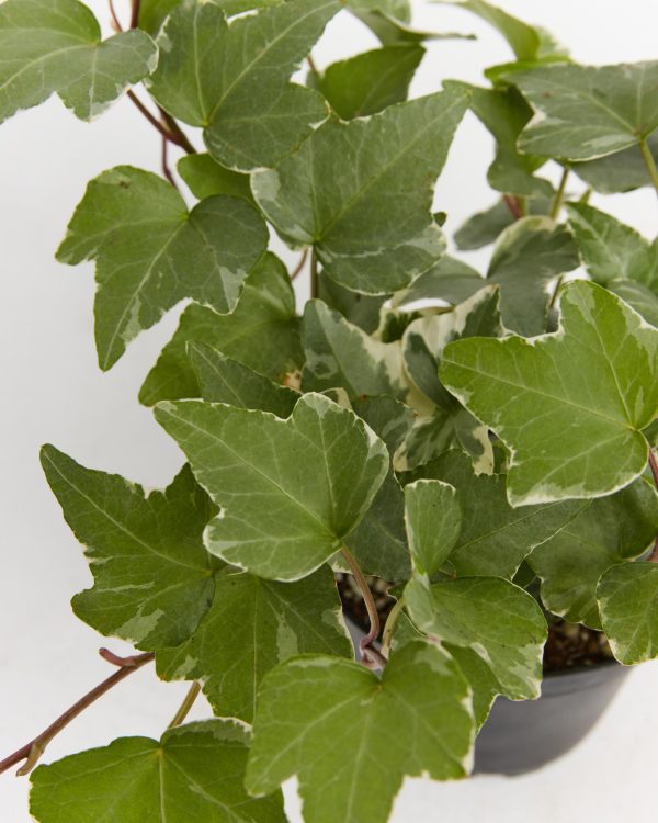 English Ivy Glacier - Image 4
