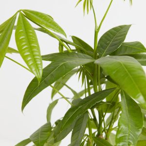 Money Tree Plant