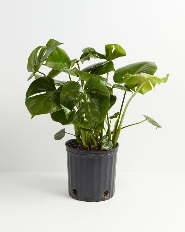 Monstera Deliciosa (Split Leaf Philodendron) - Image 10