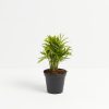 Neanthe Bella Palm - Image 8