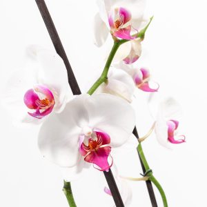 Red Lip Moth Orchid