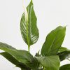 Peace Lily (Spathiphyllum) - Image 8