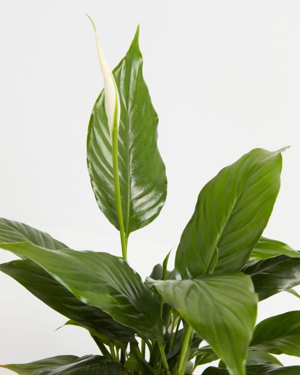 Peace Lily (Spathiphyllum) - Image 8