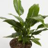 Peace Lily (Spathiphyllum) - Image 6