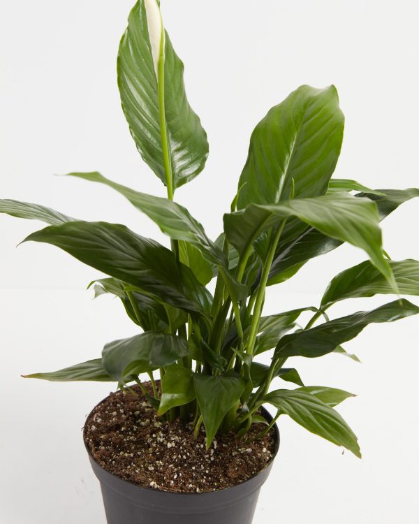 Peace Lily (Spathiphyllum) - Image 6