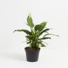 Peace Lily (Spathiphyllum) - Image 2