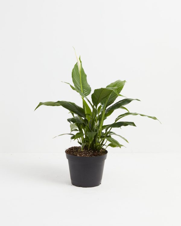 Peace Lily (Spathiphyllum) - Image 2