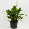 Peace Lily (Spathiphyllum) - Image 11