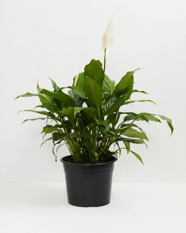 Peace Lily (Spathiphyllum) - Image 11
