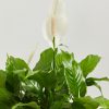 Peace Lily (Spathiphyllum) - Image 7