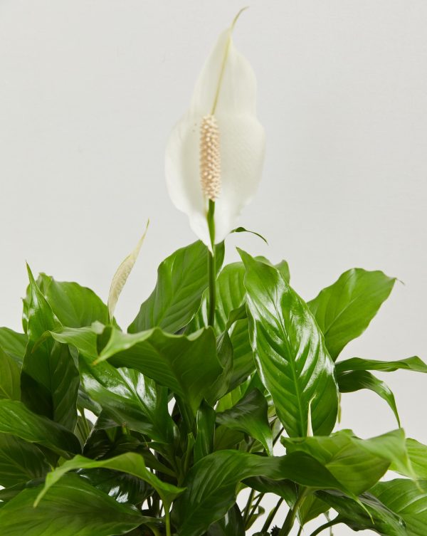Peace Lily (Spathiphyllum) - Image 7
