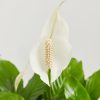 Peace Lily (Spathiphyllum) - Image 4