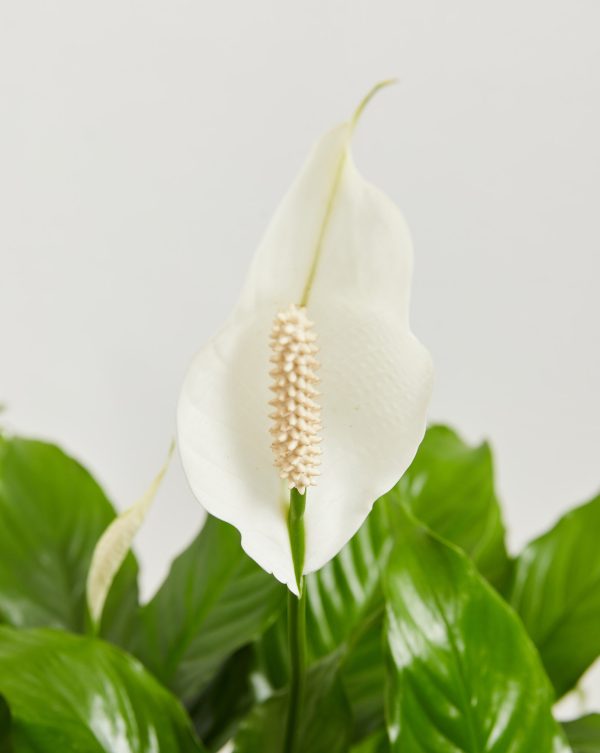 Peace Lily (Spathiphyllum) - Image 4