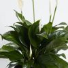 Peace Lily (Spathiphyllum) - Image 3