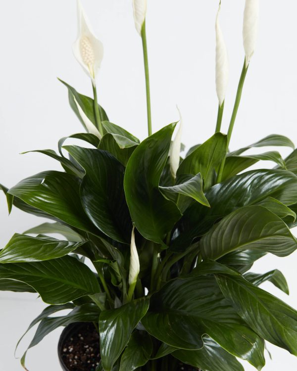 Peace Lily (Spathiphyllum) - Image 3
