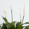 Peace Lily (Spathiphyllum)