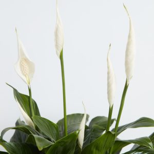 Peace Lily (Spathiphyllum)