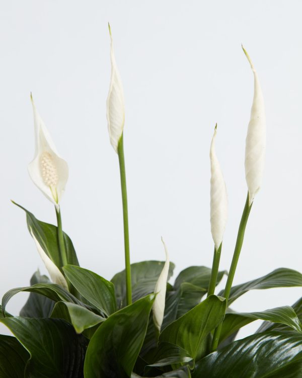Peace Lily (Spathiphyllum)